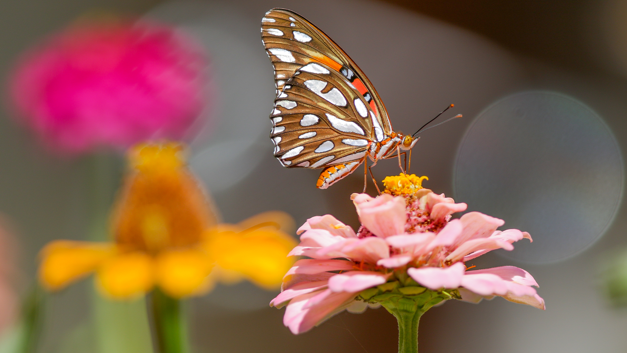 No matter the size of your garden, it can be a magnet for attracting butterflies, hummingbirds, and other creatures. Smart garden tech can free up time so you can enjoy nature's show. Image: Digitized House Media.