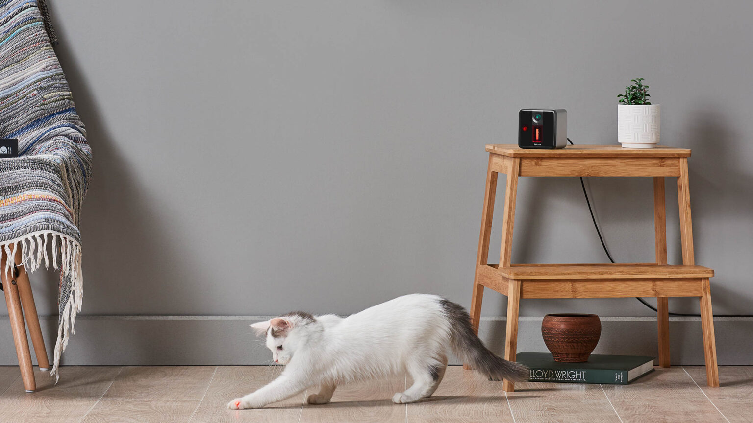 Smart tech for cats, like the Petcube Play camera, can add to their luxury life as your pet. Image: Petcube.