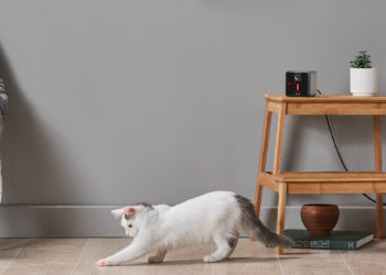 Smart tech for cats, like the Petcube Play camera, can add to their luxury life as your pet. Image: Petcube.