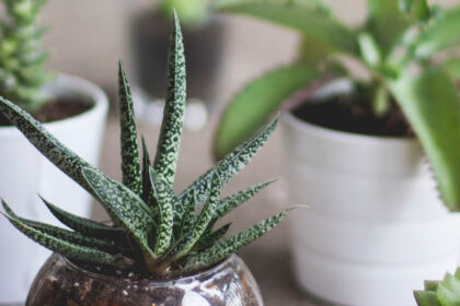 Low-maintenance indoor house plants can help to purify the air in your home. Image: Kari Shea on Unsplash.