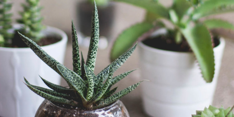 Low-maintenance indoor house plants can help to purify the air in your home. Image: Kari Shea on Unsplash.