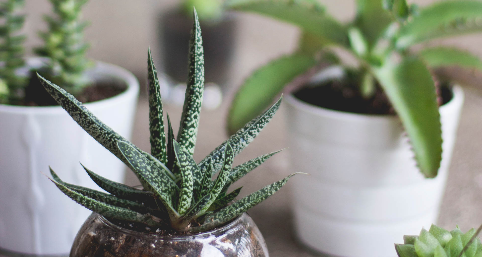 Best Air-Purifying Indoor Plants for Your Home | Digitized ...
