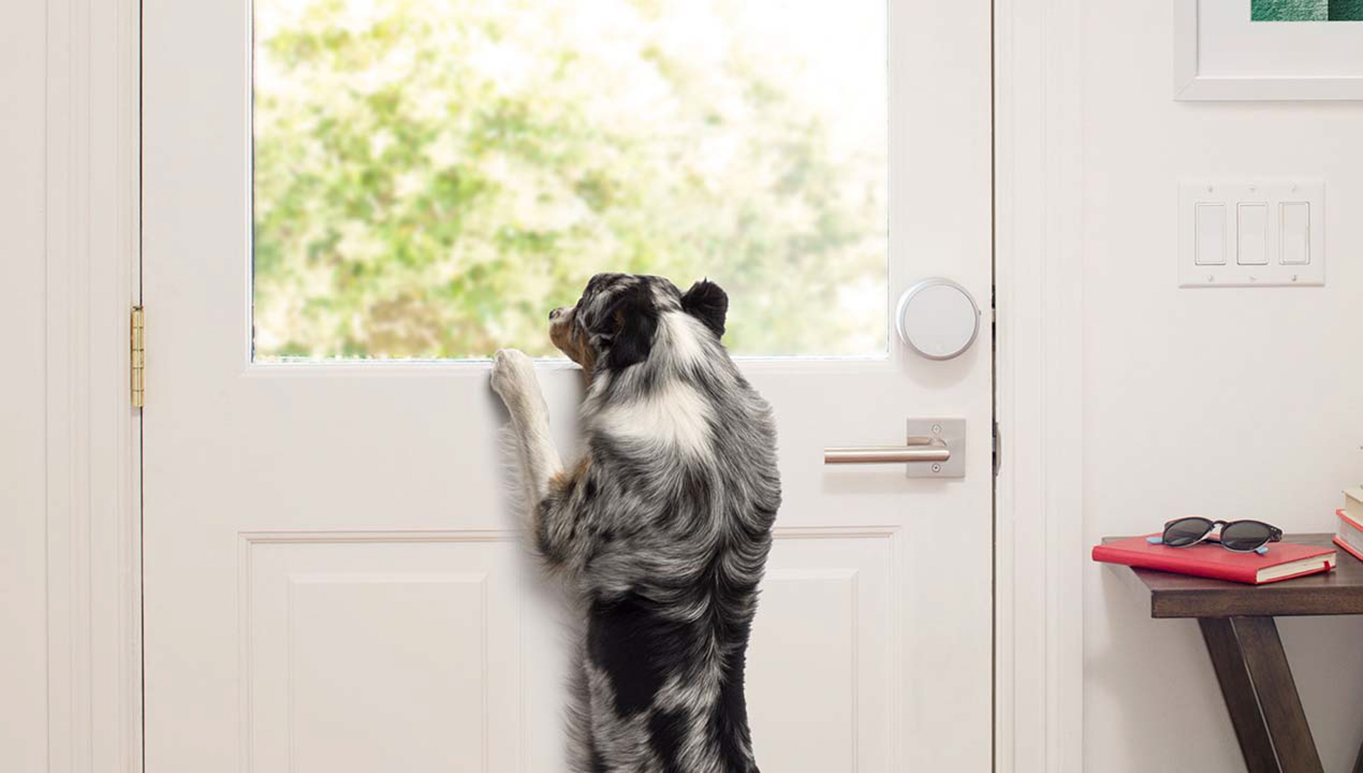 Your pet eagerly awaits a daytime visit. Image: August Home.