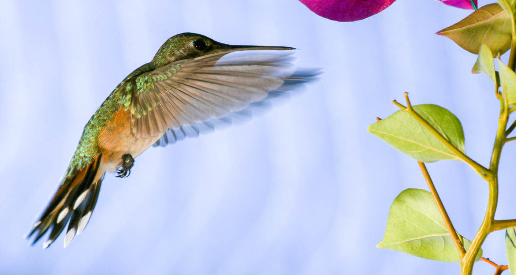 Natural pollinators, such as this hummingbird, can be drawn to your xeriscape. Image: Digitized House.