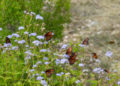 A xeriscape around your home can be ideal for attracting butterflies, such as these monarchs. Image: Digitized House.