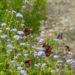 A xeriscape around your home can be ideal for attracting butterflies, such as these monarchs. Image: Digitized House.
